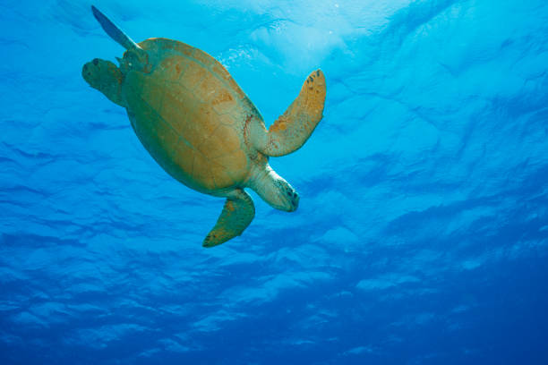 Scuba diving. Beautiful sea life  Sea turtle  Beauty in nature, Underwater scene animal wildlife,  explore and enjoy at tropical sea.