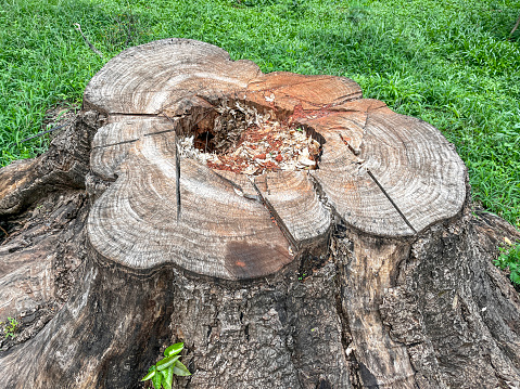 Cross section of cut down tree trunk
