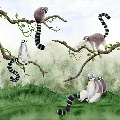 Lemurs monkeys on branches and grass in jungle scene watercolor illustration isolated on white background. Realistic African rainforest animals with long tails in natural habitat.