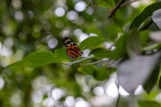 A close-up of a vibrant butterfly on a leaf surrounded by lush greenery.
