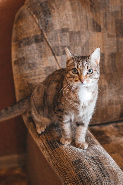 istock Beautiful short haired cat is sitting on a sofa at home. 2083005735