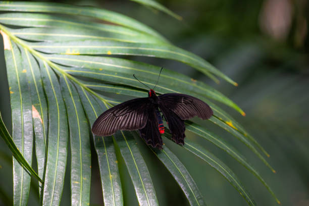 A close-up of a vibrant butterfly on a leaf surrounded by lush greenery.
