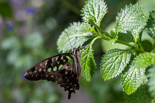 A close-up of a vibrant butterfly on a leaf surrounded by lush greenery.