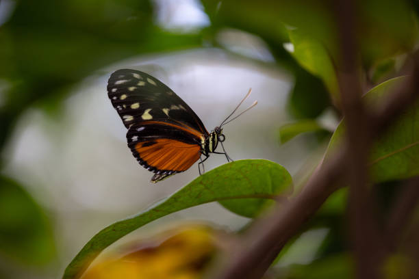 istock Close-up of a vibrant butterfly on a leaf surrounded by lush greenery. 2083005752