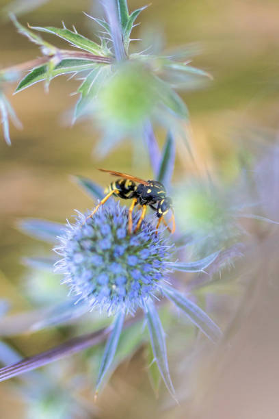 Wasp is collecting nectar from Pumeless thistles (Carduus). Insect on a flower on a soft nature background.