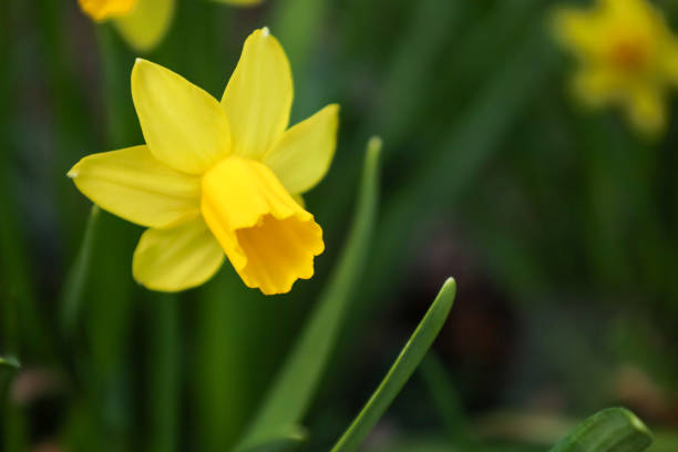 istock Beautiful daffodil in a green meadow 2083014321