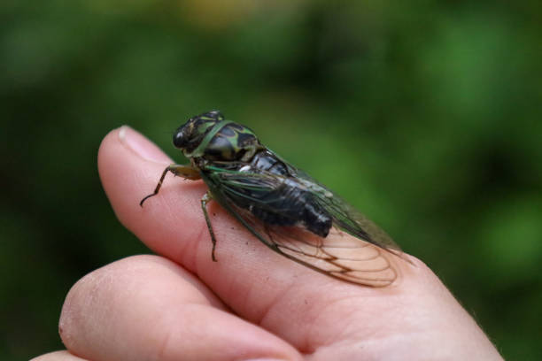 istock Dog-day cicada on the person's finger 2083014326