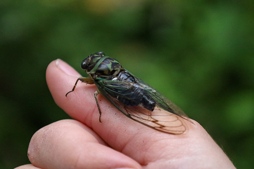 A dog-day cicada on the person's finger