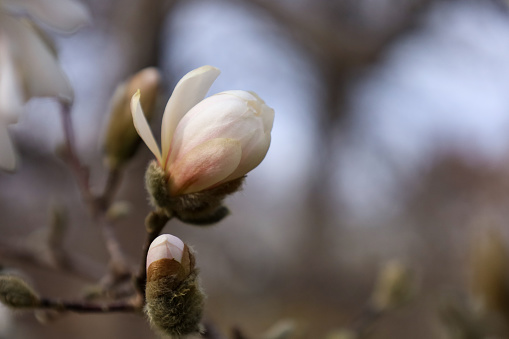 Magnolia denudata, which is also called Magnolia heptapeta and Yulan magnolia, is a deciduous tree which grows to 10-13 meters tall. Fragrant goblet-shaped flowers bloom in spring (March) before the leaves emerge. Flowers give way to cone-like fruits that mature to red in late summer.