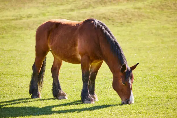 Horse in a green valley. Castilla y Leon landscape. Spain