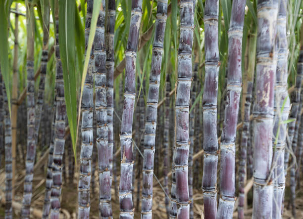 istock Sugarcane field with plants growing 2083035094