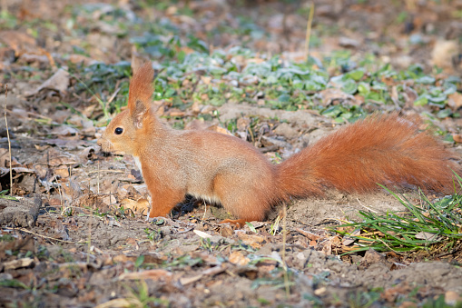Red squirrel, Sciurus vulgaris. The animal runs around on the ground looking for acorns and nuts