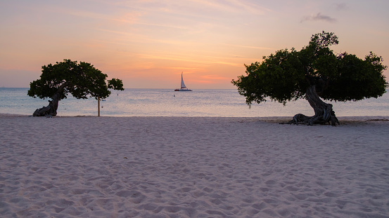 Divi Divi Trees on the shoreline of Eagle Beach in Aruba during sunset with a sailing boat in the ocean by the sun,