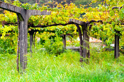 Vineyard, row of elevated vines on concrete columns, agricultural field. Albariño area,  O Salnés, Pontevedra province, Galicia, Spain.