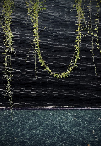 Green ivy hanging on the black wall, house interior design.