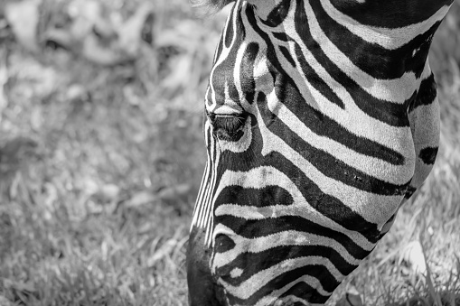 The Plains Zebra is also known as the Common Zebra. All Zebras have individual markings with no two alike.