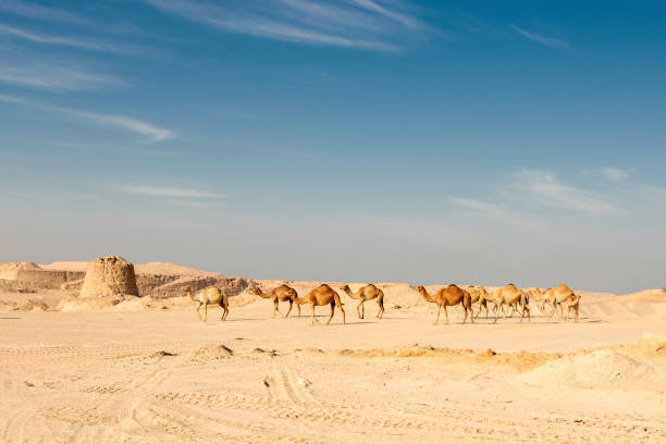 istock Camel in desert with lake 2083059674