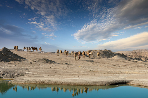 Bu Samra, Qatar - January 10, 2024: Camel in desert lake. Umbab Doha Qatar