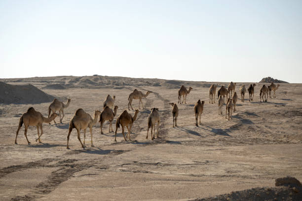 istock Camel in desert with lake 2083061800