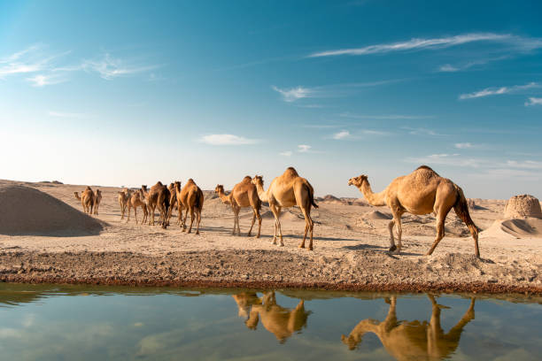 Bu Samra, Qatar - January 10, 2024: Camel in desert lake. Umbab Doha Qatar