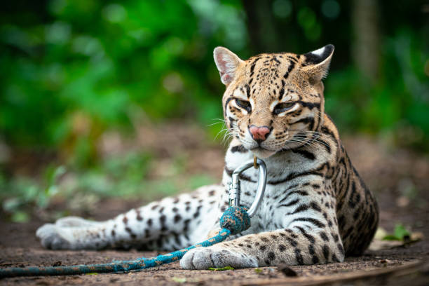 istock Ocelot with attentive ears, eagerly awaiting news about a new volunteer 2083068148