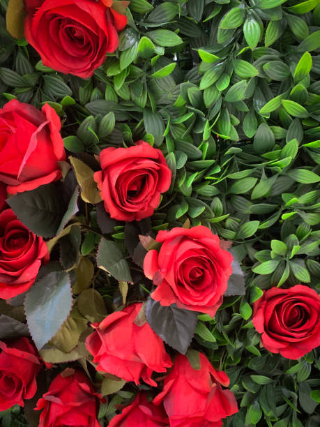 istock Red roses green leaves copy space vertical shot 2083072389