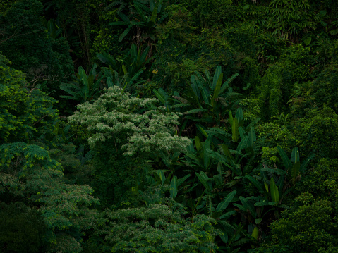 Aerial view of beautiful tropical forest mountain landscape