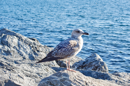 Beautiful seagull on stone surface near calm sea outdoors