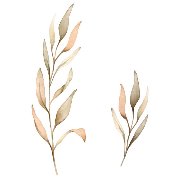 istock Set of watercolor botanical autumn illustration branches. Autumn floral illustration. Fall vibes. Hand painted drawing isolated on white background. elegant floral herds pastel color. Cute plants 2083092100