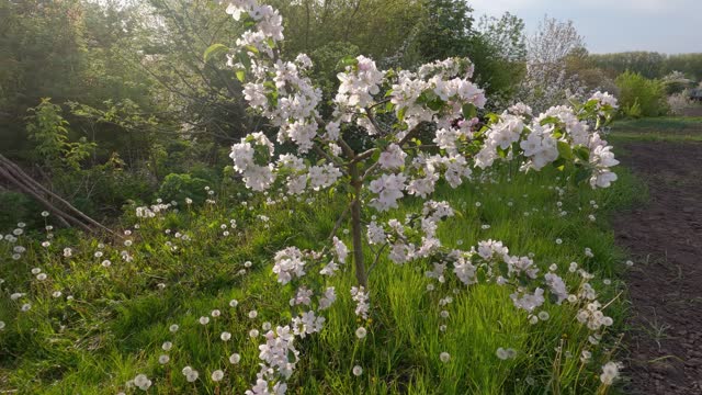 Blooming apple tree on lawn with grass and dandelions backlit