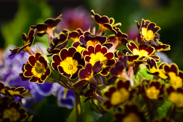 Polyanthus primula gold lace flower blooming in spring