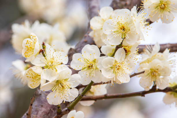 3,600+ Chinese Plum Japanese Apricot Bloom White Flower Beautiful