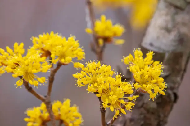 Yellow Cornelian cherry flowers blooming on the branches of a Cornus officinalis tree in early spring.