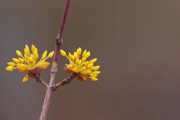 Two Cornelian cherry flowers blooming on the branches of a Cornus officinalis tree in early spring.