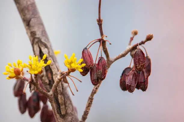 Cornelian cherry flowers and dry fruits on the branches of a Cornus officinalis tree in early spring.