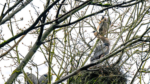 istock Great Blue Heron choosing its nesting spot in Cowichan Bay 2083145320