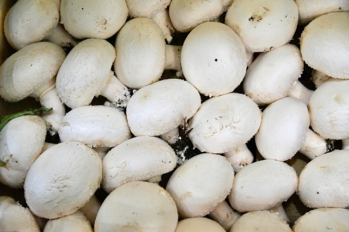 Pile of fresh mushrooms