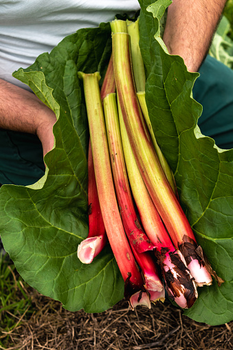Rhubarb harvesting in a garden to make pies and compote, rheum rhabarbarum