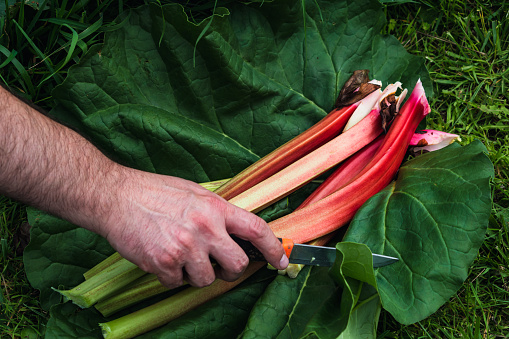 Rhubarb harvesting in a garden to make pies and compote, rheum rhabarbarum