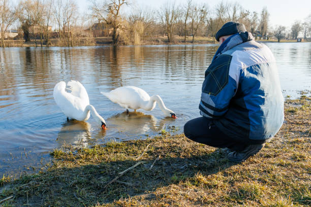 Ukraine, Romny, 08.03.2024: A man feeds white swans on the shore of a pond.