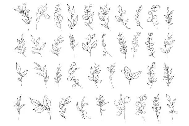 Vector illustration of Botanical abstract line art illustration, hand drawn herbs and branches set, vector floral  hand drawn clipart