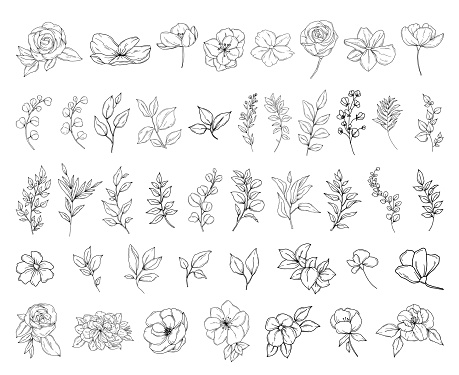 Botanical abstract line art illustration, hand drawn herbs, leaves, flowers and branches set, vector floral  hand drawn clipart