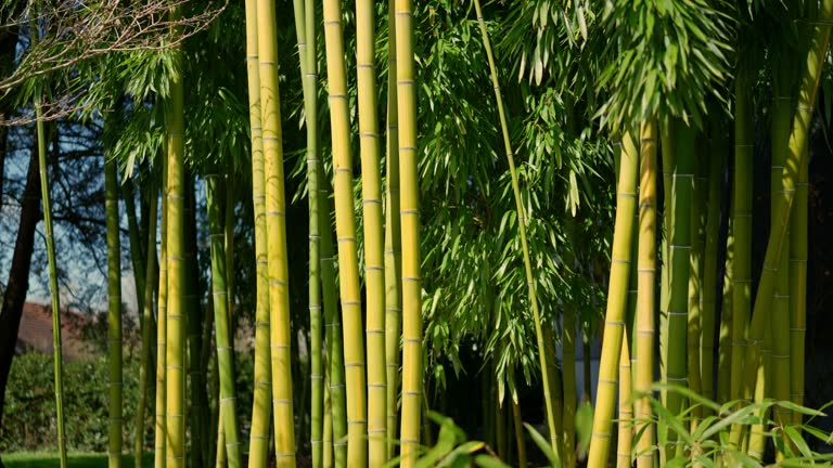 Bamboo Plants Growing in Park on Sunny Day