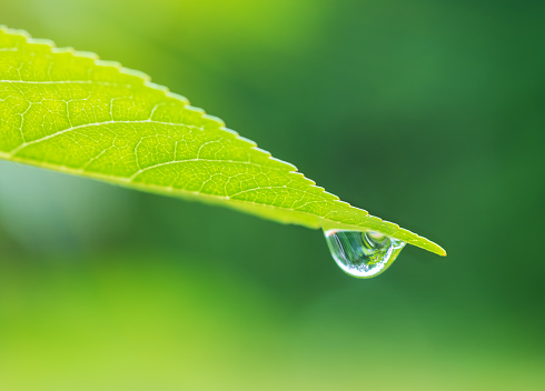 Raindrop on the tip of a green leaf with internal reflection on blurred green background. Natural calming background with copy space.