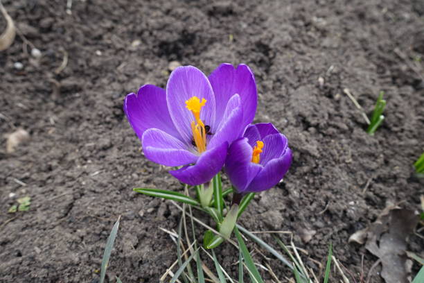Violet flowers of two Crocus vernus in March