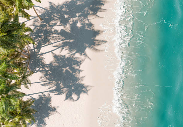 istock Tropical Beach Aerial View with Palm Tree Shadows 2083209846
