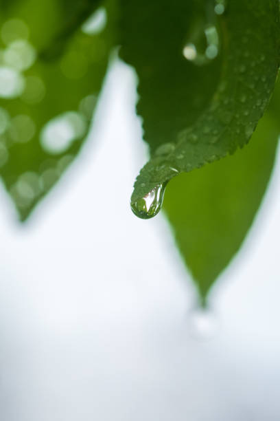 Raindrop on the tip of a green leaf with internal reflection on blurred green and white background. Shallow depth of field