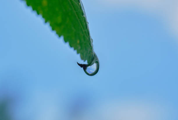Raindrop on Aloe Vera plant