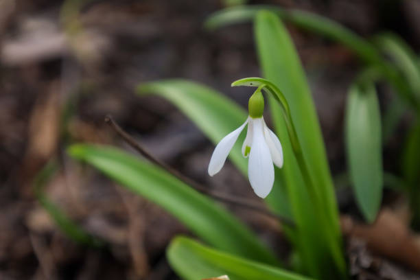 A snowdrop flower fully bloomed on a stem, revealing delicate petals