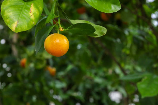 A vibrant tangerine on a tree with green leaves